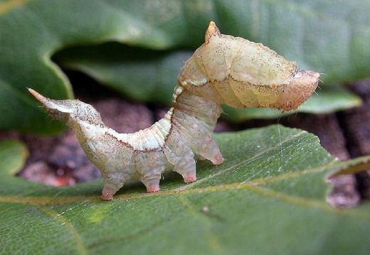 Oak Hook-tip (Drepana binaria)
