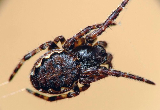 Toad Spider (Nuctenea umbratica)