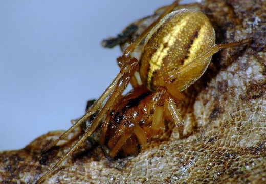 Spider (Pachgnatha clerki)