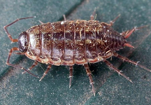Striped Woodlouse (Philoscia muscorum)