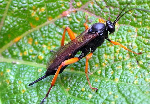 Parasitic Wasp (Pimpla rufipes)