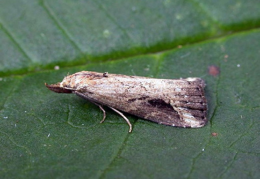 Pinion Streaked Snout (