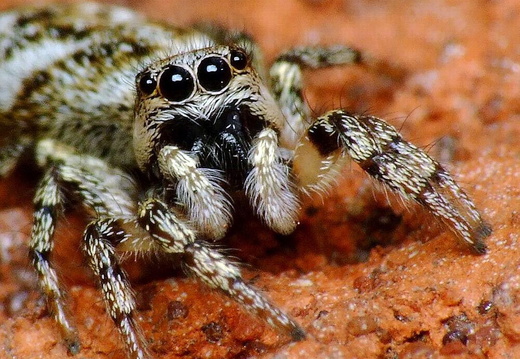 Zebra Spider (Salticus scenicus) (329)