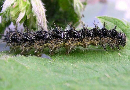 Small Tortoiseshell (Aglais urticae)