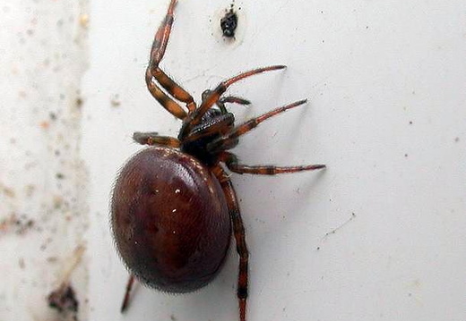 Spider (Steatoda bipunctata)