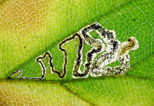 Micro-moth (Stigmella tityrella)