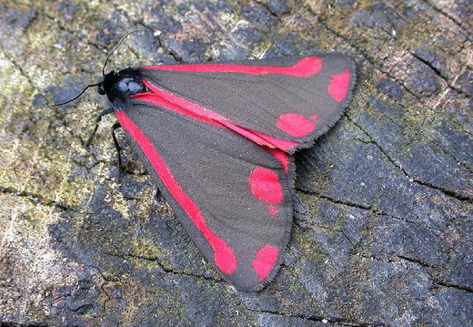 Cinnabar (Tyria jacobaeae)