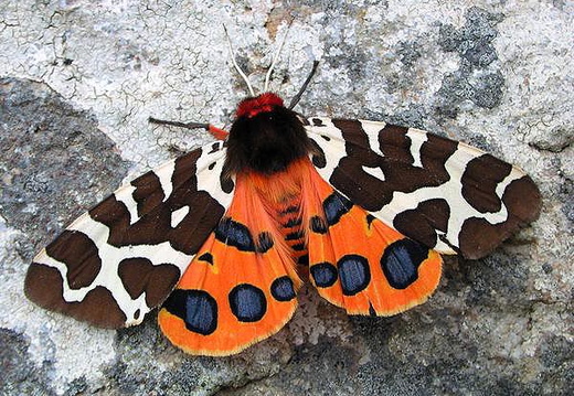 Garden Tiger (Arctia caja) (336)