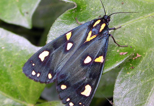 Scarlet Tiger (