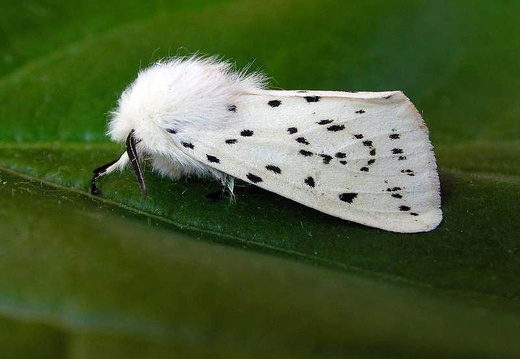 White Ermine (Spilosoma lubricipeda)