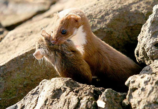 Weasel (Mustela nivalis)