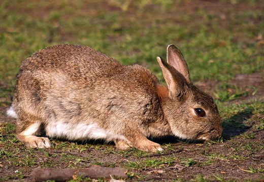 Rabbit (Oryctolagus cuniculus)