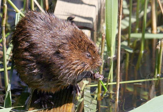 Water Vole (Arvicola amphibius)