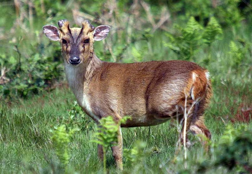 Muntjac (Muntiacus reevesi)