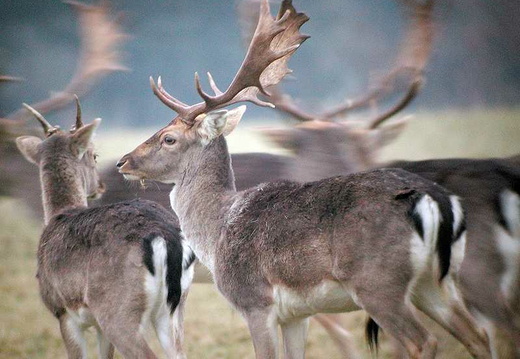 Fallow Deer (Dama dama)