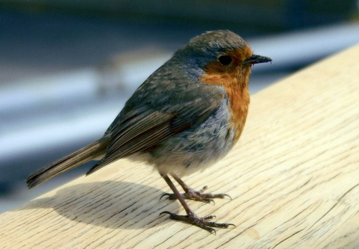 Robin (Erithacus rubecula) (354)