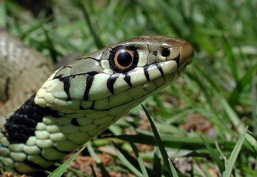 Grass Snake (Natrix natrix) (355)