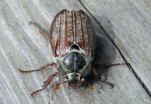 Cockchafer (Melolontha melolontha)