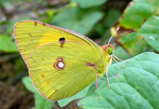 Clouded Yellow (Colias croceus)