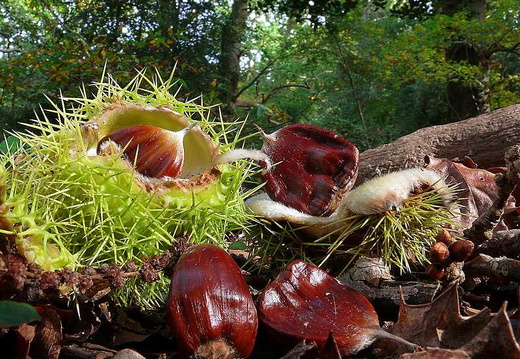 Sweet Chestnut (Castanea sativa) (363)