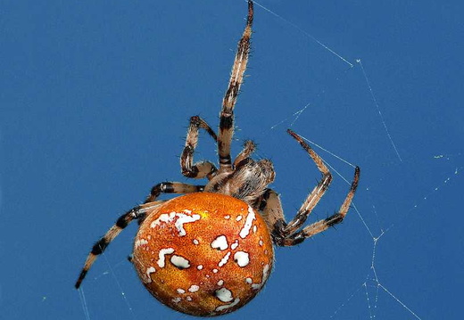 Four spot orb weaver (Araneus quadratus)