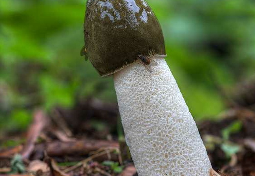 Common Stinkhorn (Phallus impudicus) (368)