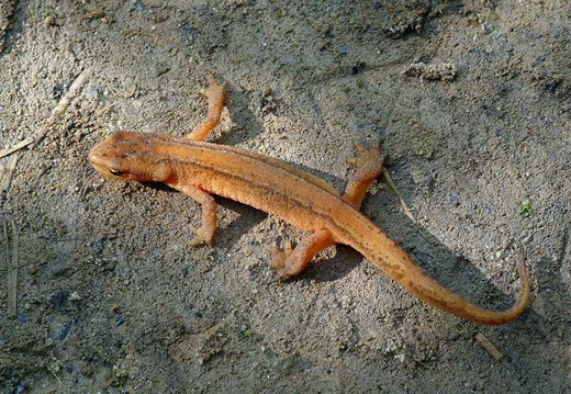 Smooth Newt (Triturus vulgaris) (369)