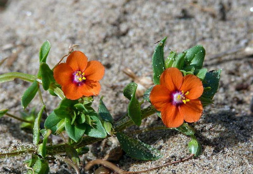 Scarlet Pimpernel (Anagallis arvensis)