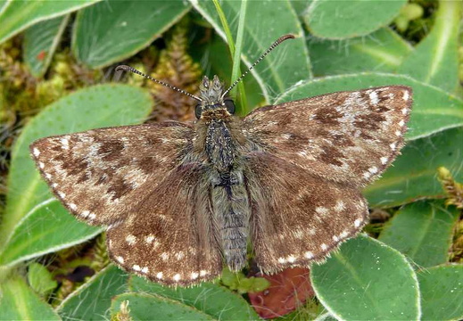Dingy Skipper (Erynnis tages)
