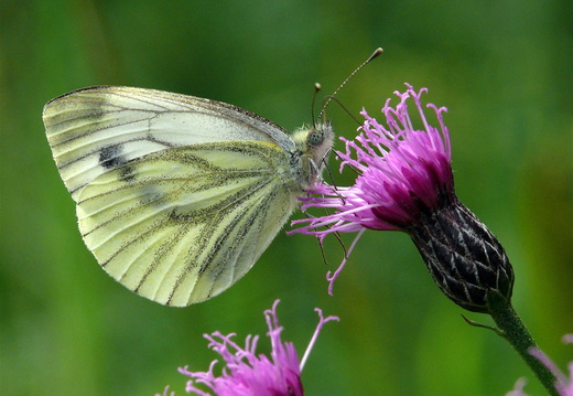 Green-veined White (Pieris napi) (374)