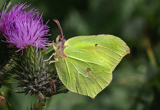 Common Brimstone (Gonepteryx rhamni)