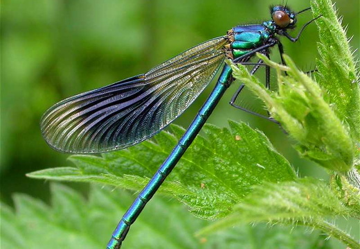 Banded Demoiselle (Calopteryx splendens)