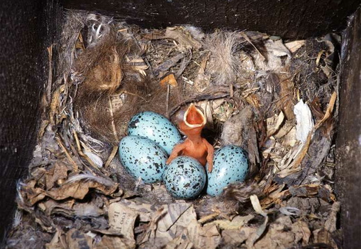 Jackdaw (Corvus monedula) (377)