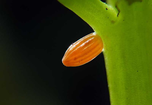 Orange-tip (Anthocharis cardamines) (378)