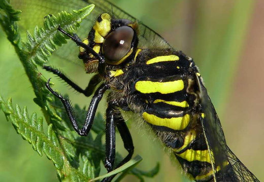 Golden-ringed Dragonfly (Cordulegaster boltonii)