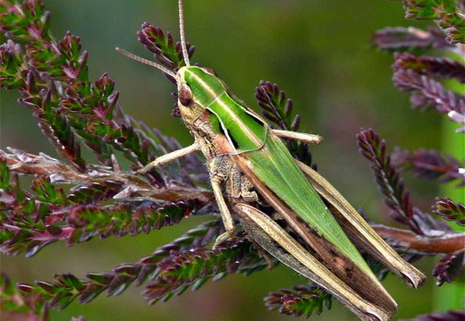 Common Green Grasshopper (Omocestus viridulus)