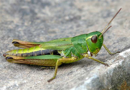 Meadow Grasshopper (Chorthippus parallelus)