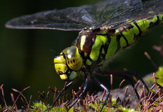 Southern Hawker (Aeshna cyanea)