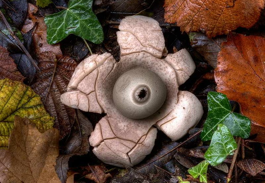 Earth Star (Geastrum triplex)