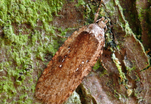Common Flat-body (Agonopterix heracliana)