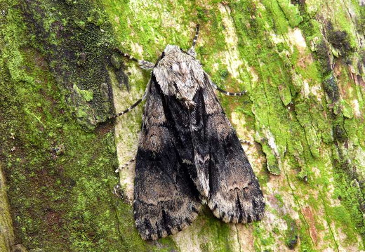 Alder Moth (Acronicta alni)