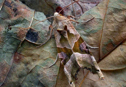 Angle Shades (Phlogophora meticulosa) (388)