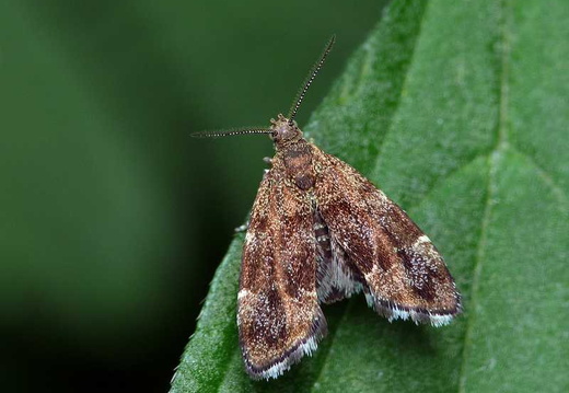 Nettle-tap (Anthophila fabriciana)