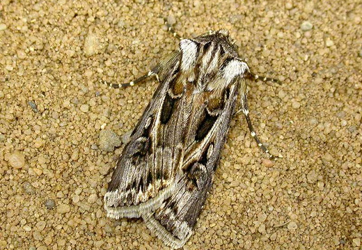 Archer's Dart (Agrotis vestigialis)