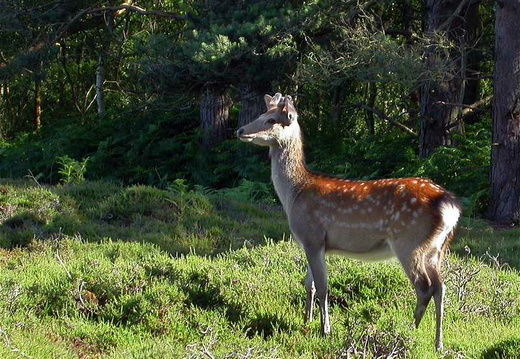 Sika Deer (Cervus nippon)