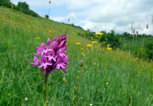 Pyramidal Orchid (Anacamptis pyramidalis) (395)