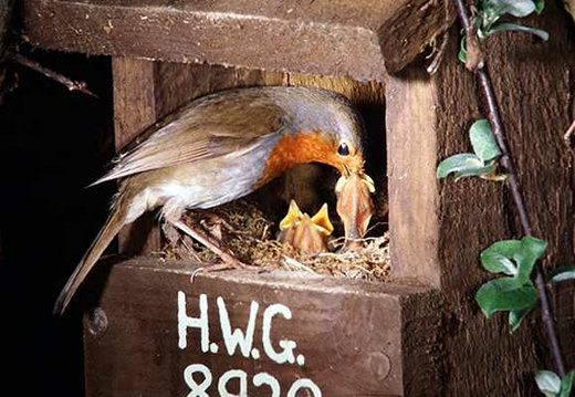Robin (Erithacus rubecula) (396)