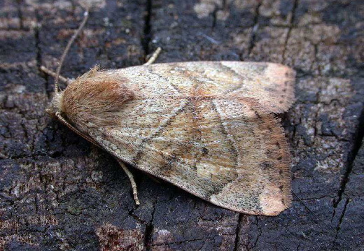 Dun-bar (Cosmia trapezina) (400)