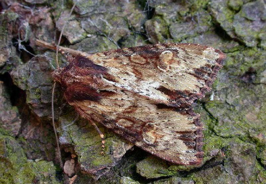 Clouded-bordered Brindle (Apamea crenata)