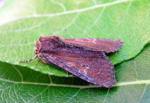 Couded-bordered Brindle (Apamea crenata)